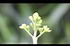 紅楠-花芽38.jpg