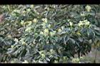紅楠-花芽40.jpg