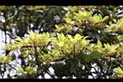 紅楠-花芽41.jpg