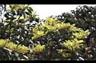 紅楠-花芽42.jpg