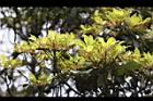 紅楠-花芽43.jpg