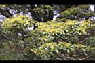紅楠-花芽44.jpg