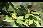 紅楠-花芽48.jpg