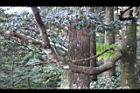 紅楠-莖04.jpg