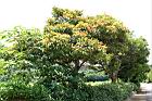 紅楠04.JPG