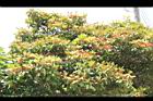 紅楠06.JPG