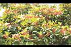 紅楠07.JPG