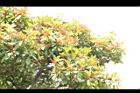 紅楠08.JPG