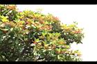 紅楠09.JPG
