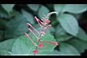 紅樓花-花03.jpg