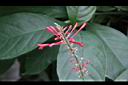 紅樓花-花04.jpg