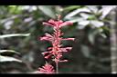 紅樓花-花06.jpg