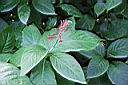 紅樓花00.jpg