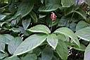 紅樓花05.jpg