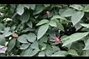 紅樓花06.jpg