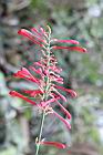紅樓花-花01.jpg