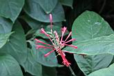 紅樓花-花05.jpg