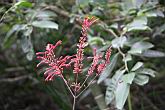 紅樓花-花07.jpg