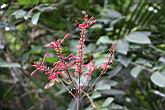紅樓花-花08.jpg