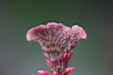 紅樓花-花序1.jpg