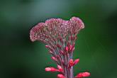 紅樓花-花序4.jpg