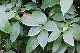 紅樓花-葉3.jpg