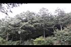 紅檜-大雪山04.jpg