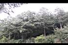 紅檜-大雪山05.jpg