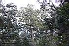 紅檜-大雪山08.jpg