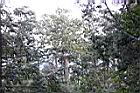 紅檜-大雪山09.jpg