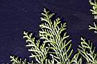 紅檜-葉01.jpg