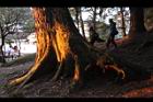 紅檜-阿里山00.JPG