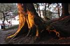紅檜-阿里山01.JPG