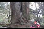 紅檜-阿里山06.JPG