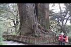 紅檜-阿里山07.JPG