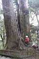 紅檜-阿里山09.JPG