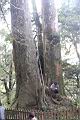 紅檜-阿里山12.JPG