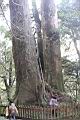 紅檜-阿里山13.JPG