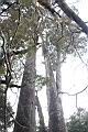 紅檜-阿里山14.JPG