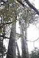 紅檜-阿里山15.JPG
