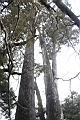 紅檜-阿里山16.JPG