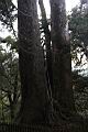 紅檜-阿里山17.JPG