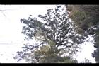 紅檜-阿里山18.JPG