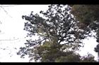 紅檜-阿里山19.JPG