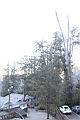 紅檜-阿里山22.JPG