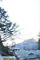 紅檜-阿里山25.JPG