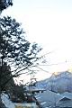 紅檜-阿里山26.JPG
