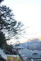 紅檜-阿里山31.JPG