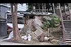 紅檜-阿里山34.JPG