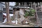 紅檜-阿里山35.JPG